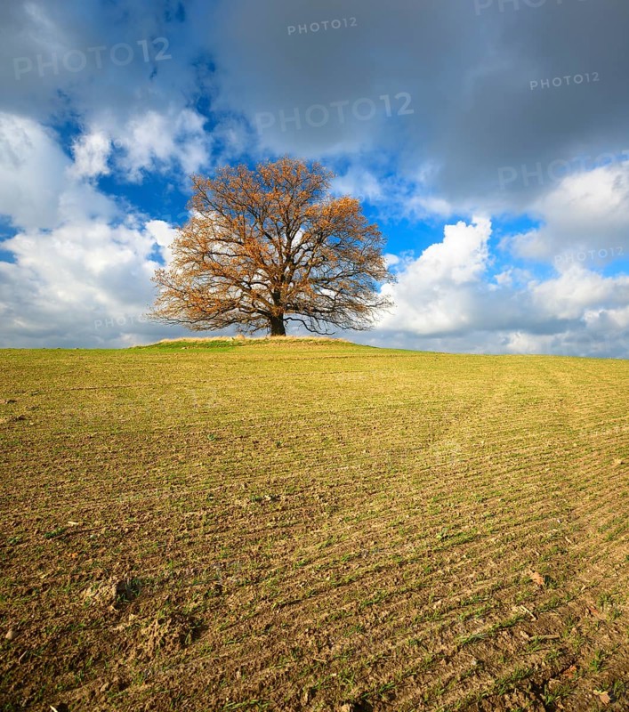 Solitary oak on field in autumn