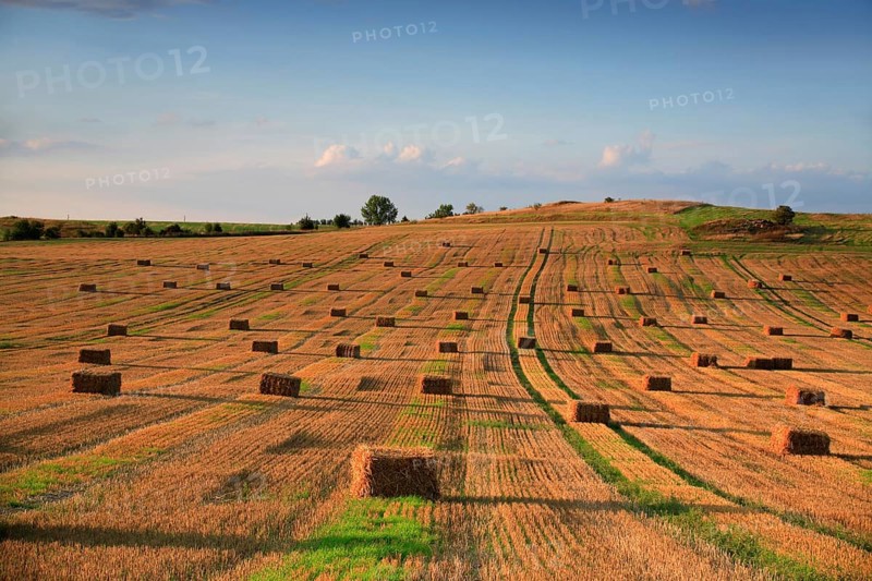Stubble field with bales of straw in the evening light
