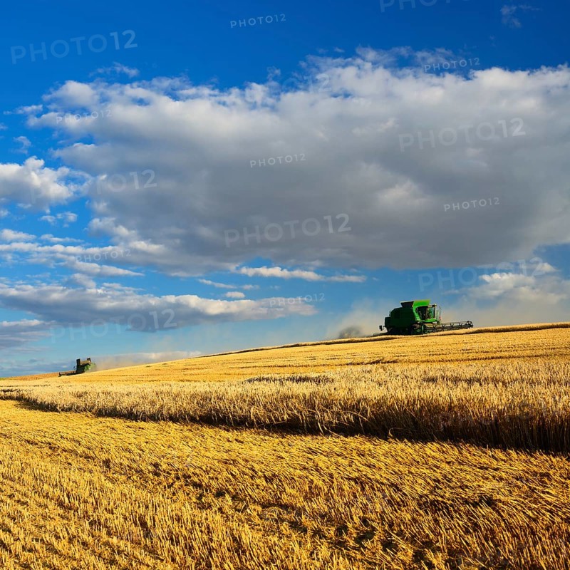 Two combine harvesters in a cornfield harvesting barley