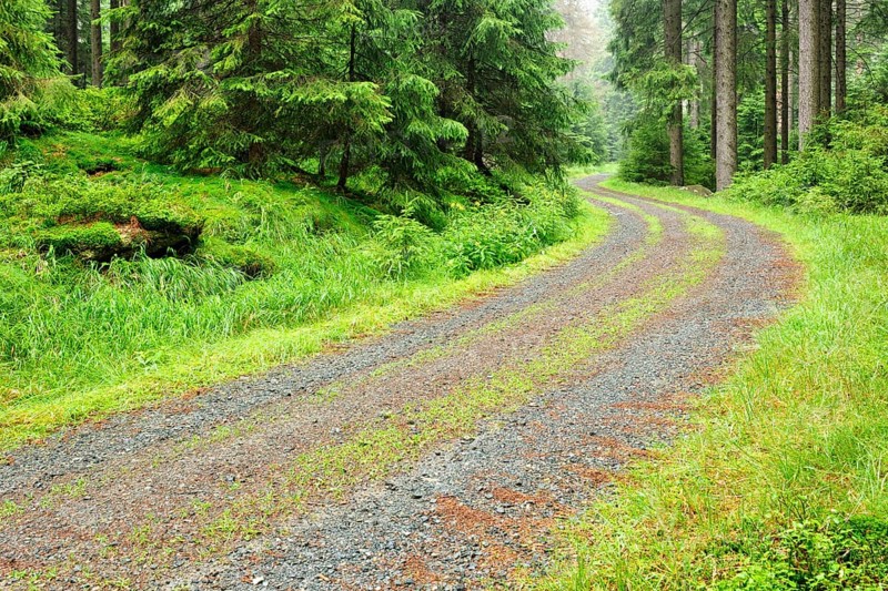 Forest path through misty spruce forest