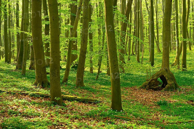 Sunny unspoilt natural beech forest in spring