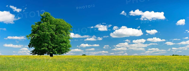 Wildflower meadow with solitary oak tree in spring