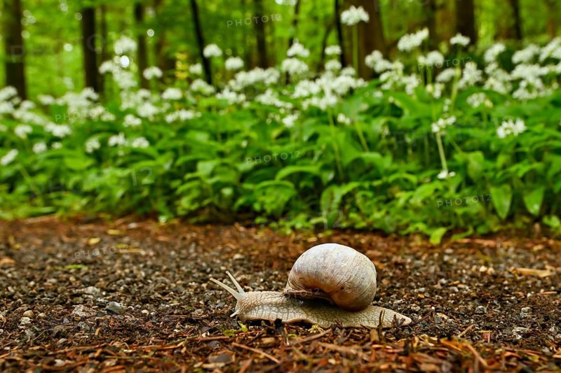 Burgundy snail