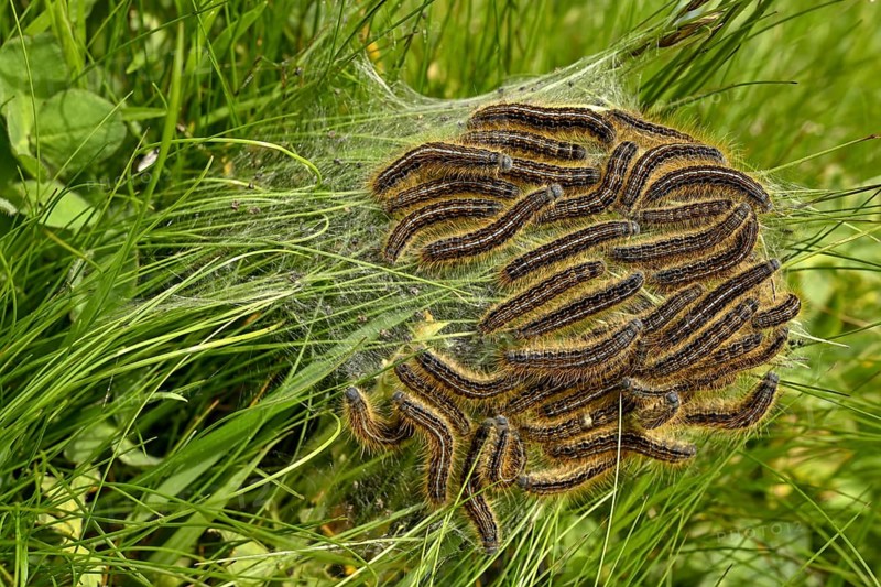 Collection of caterpillars