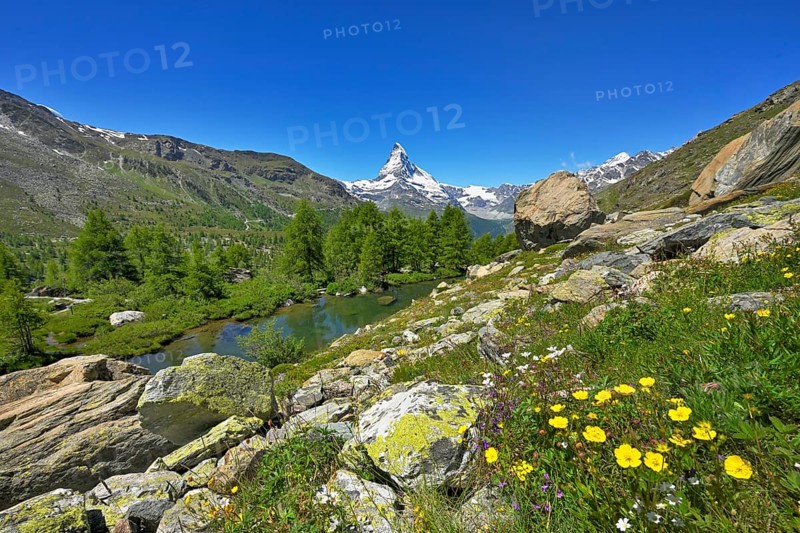 Alpine meadow of blossoming yellow flowers at the Grindjisee