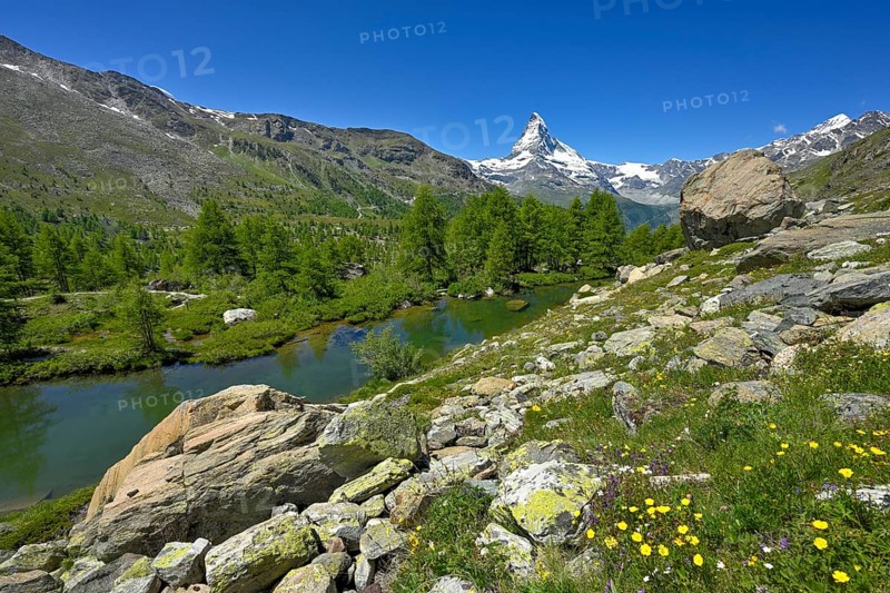 Alpine meadow of blossoming yellow flowers at the Grindjisee