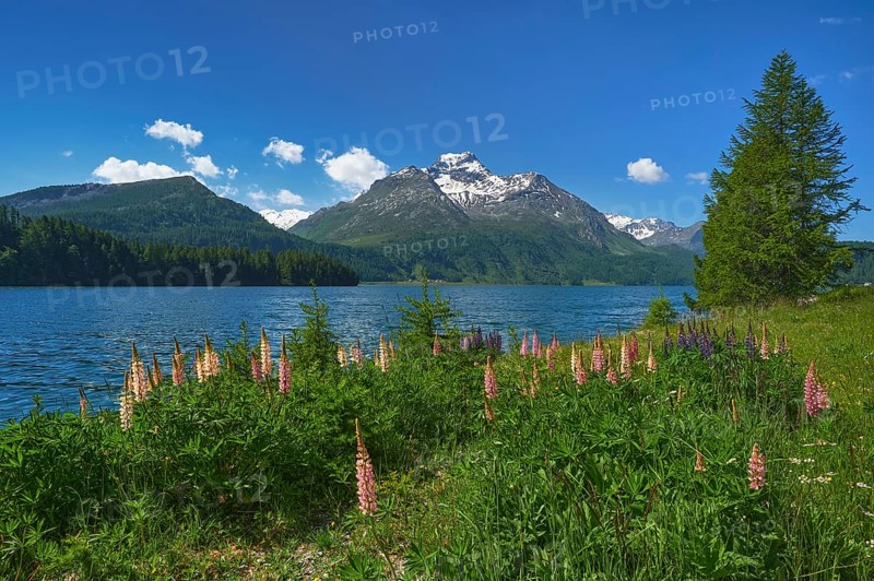 Flowering Lupins