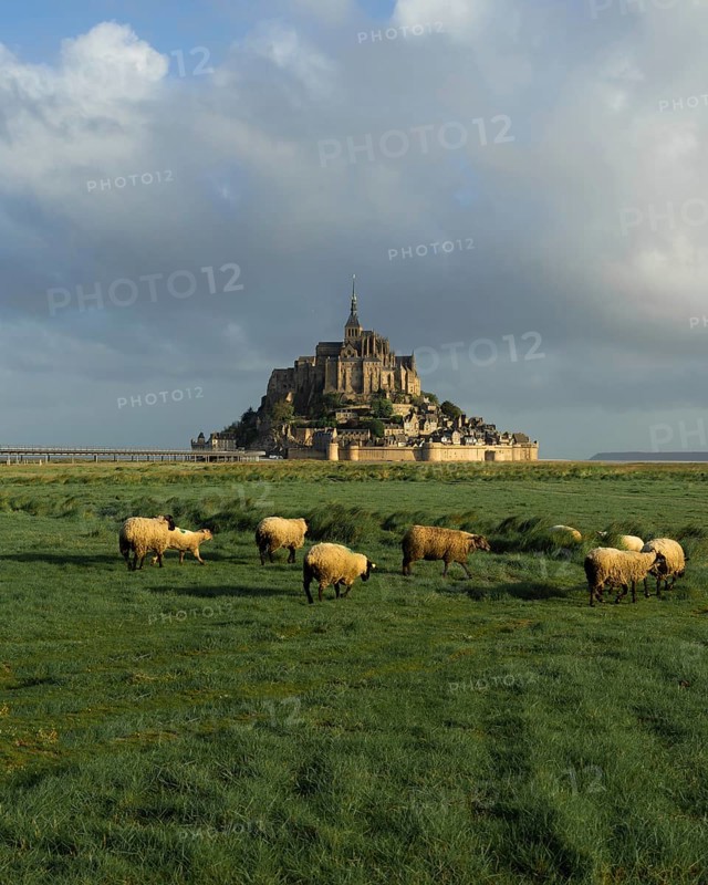 Sheep grazing in a meadow in front of Le Mont-Saint-Michel