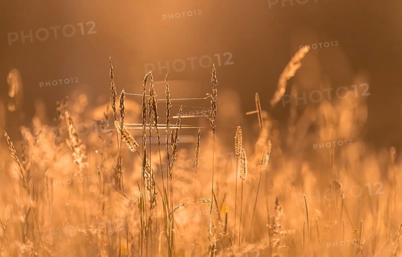 Cobweb in high grass
