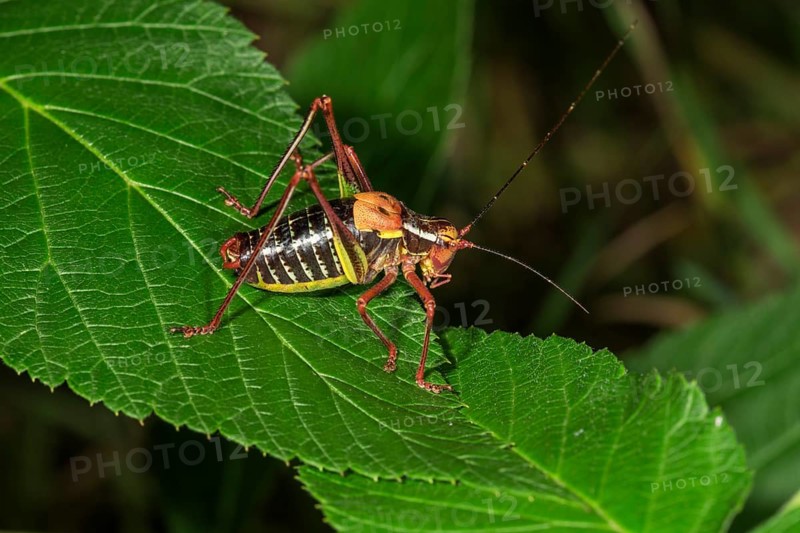 Barbitistes constrictus