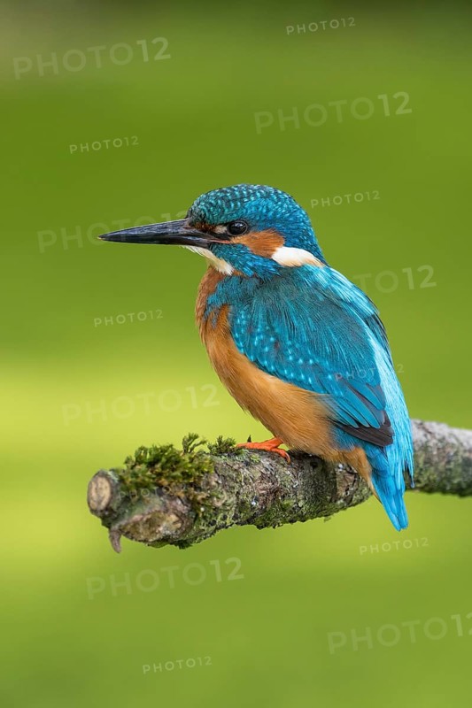 Common kingfisher