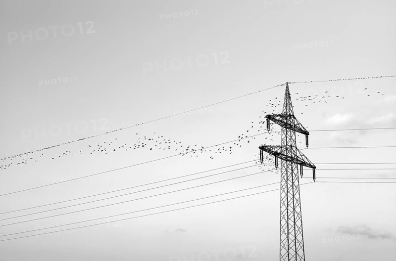 European starlings