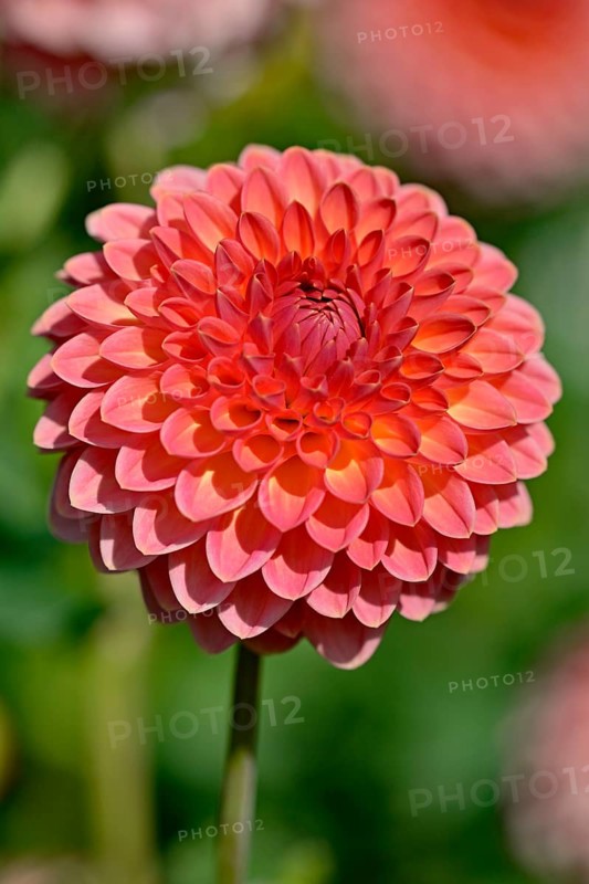 Decorative Dahlia