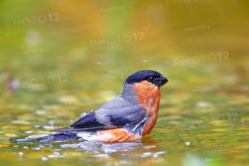 Eurasian bullfinch