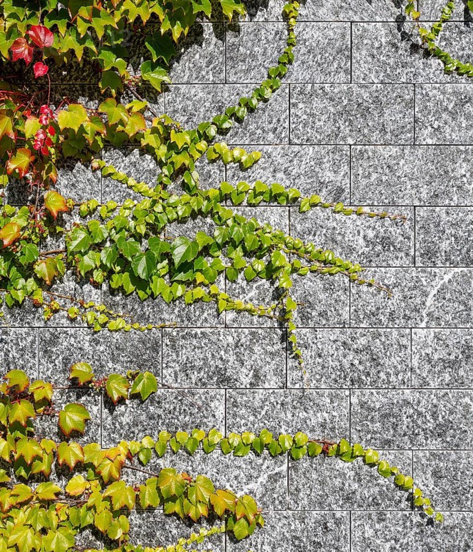 Virginia creeper