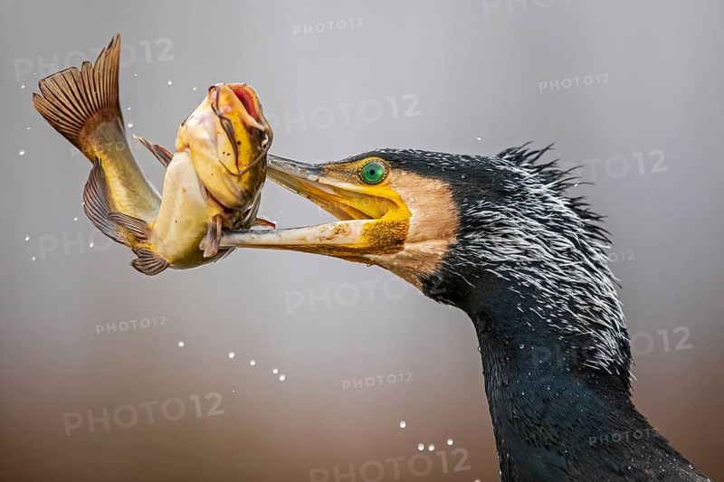 Great cormorant