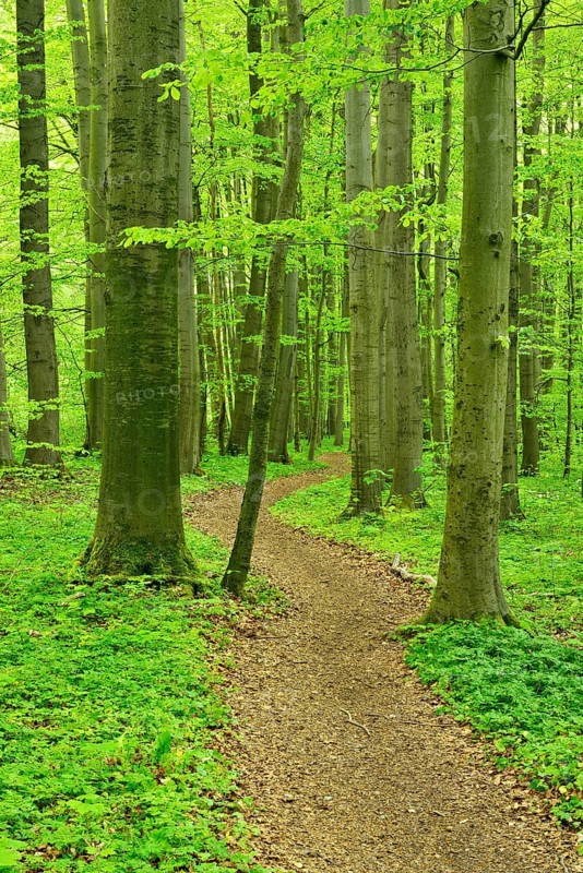 Hiking trail winds through semi-natural beech forest in spring