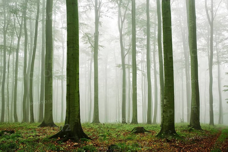 Beech forest