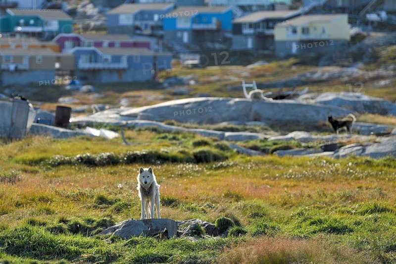 Greenland dog standing on a rocky plateau