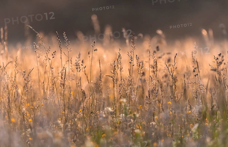 High grass