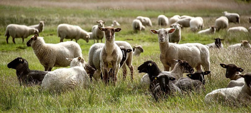 Sheep on the island of Hiddensee