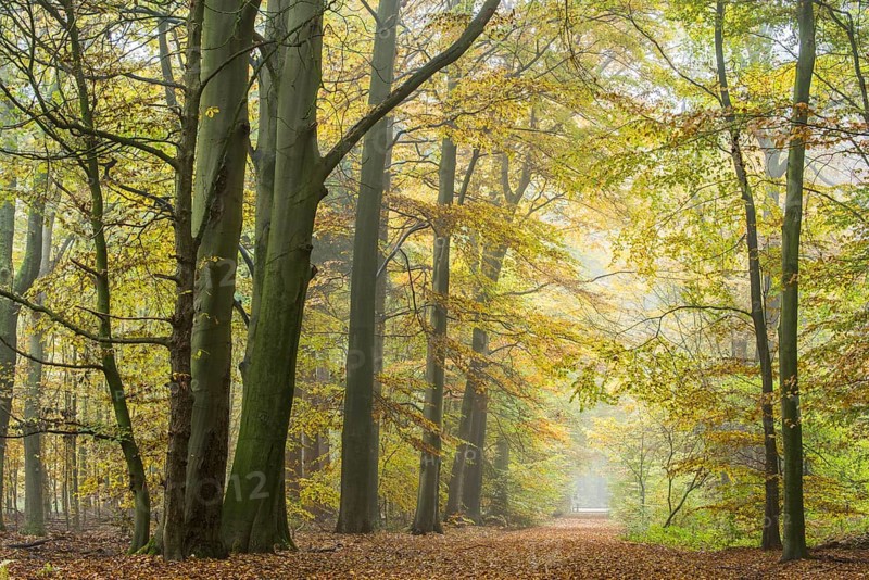 Autumn in the jungle Baumweg