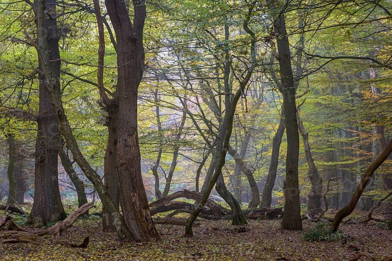 Autumn in the primeval forest Baumweg