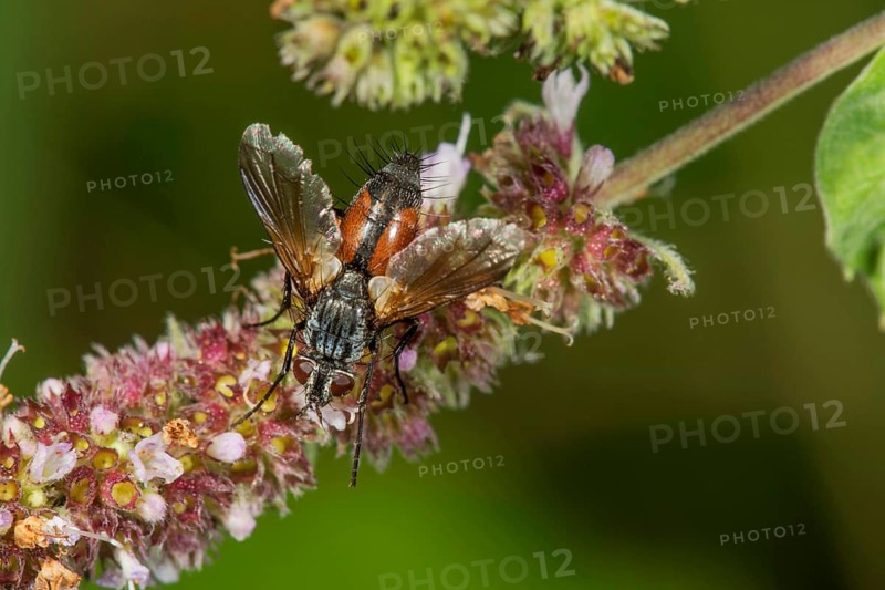 Eriothrix rufomaculata