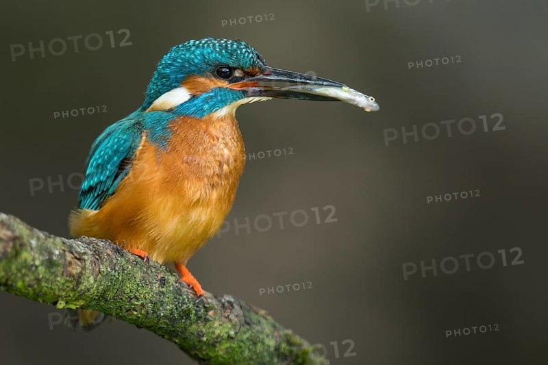 Common kingfisher