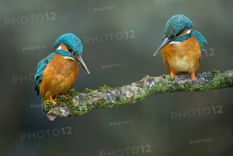 Two Common kingfishers