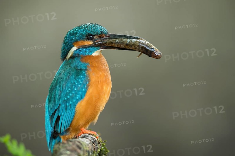 Common kingfisher