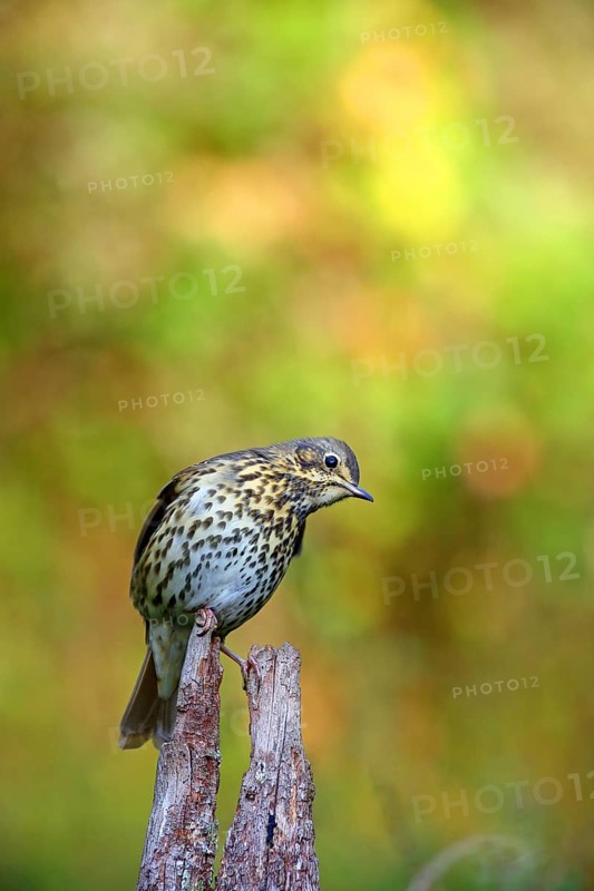 Song thrush