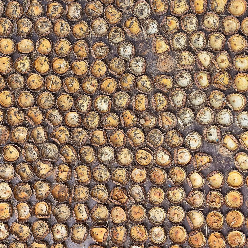 Many different crown caps in rows