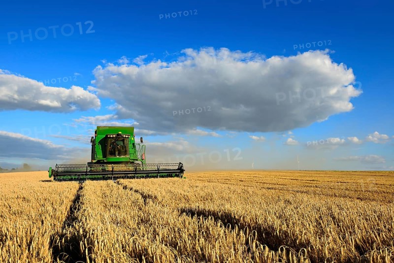 Combine harvester in a cornfield harvesting barley