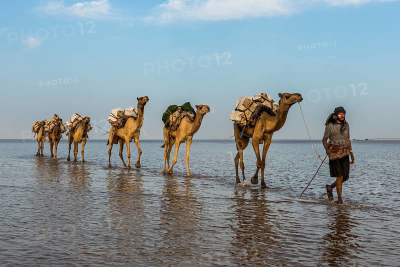 Camels loaded with rock salt plates walk through a salt lake