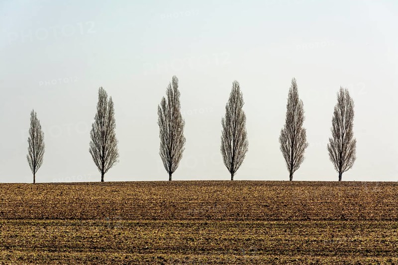 Row of trees in a field