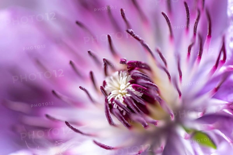 Flower of a purple Clematis