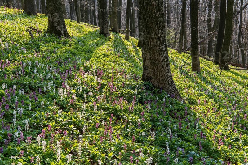 Hollow larkspur