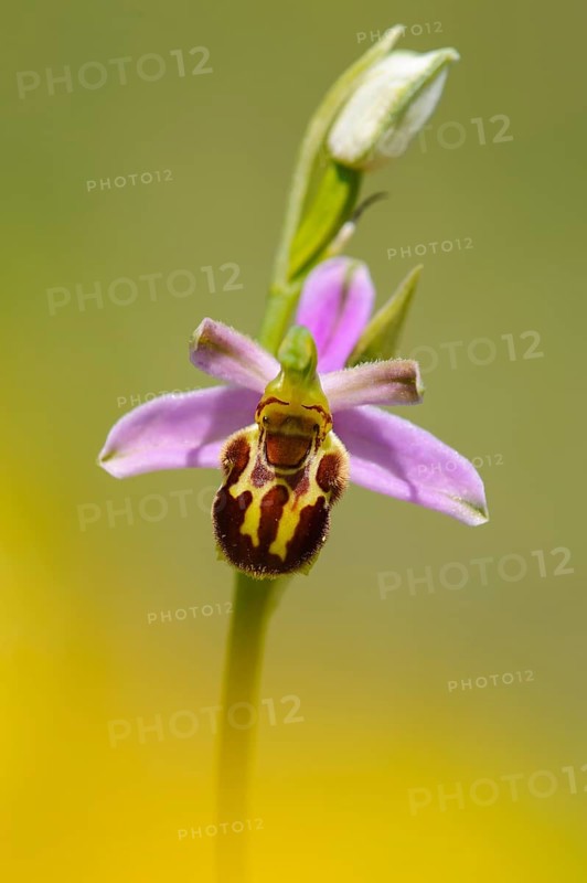 Bee orchid