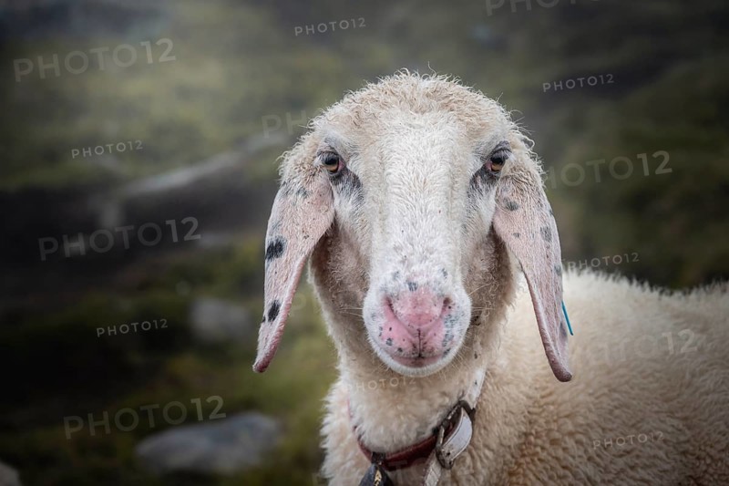 Domestic sheep