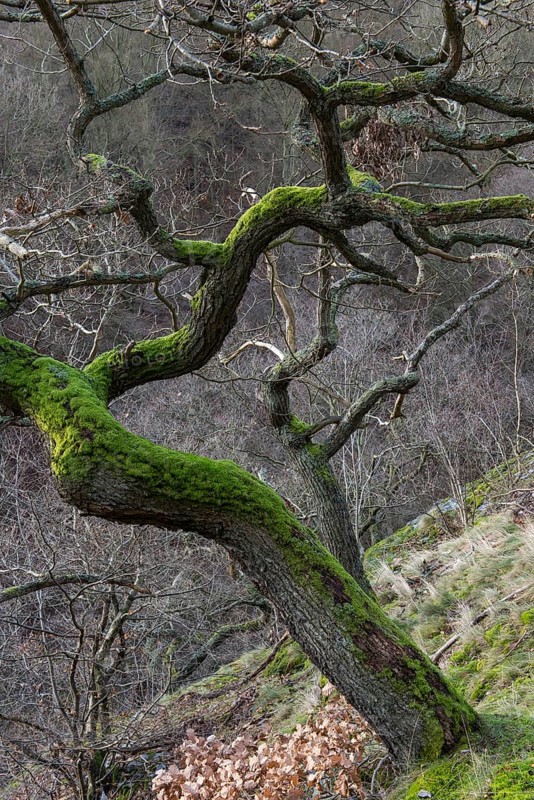 Oak