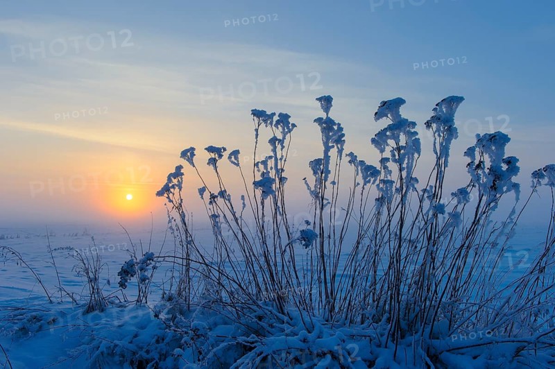 Tansy