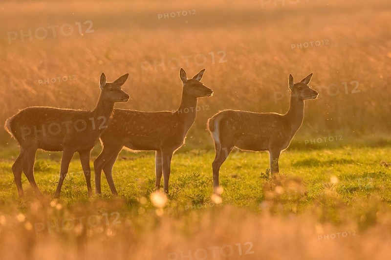 Herd of bald deer of the red deer