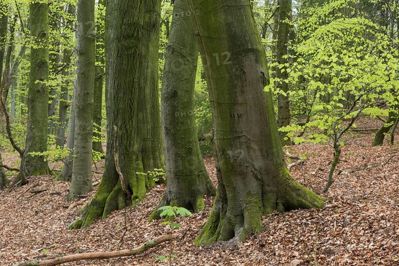 Beech trees