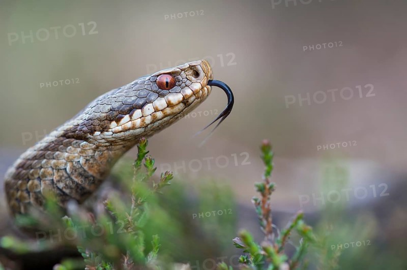 Flaming Common European viper