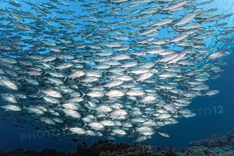 Swarm of spiny mackerel