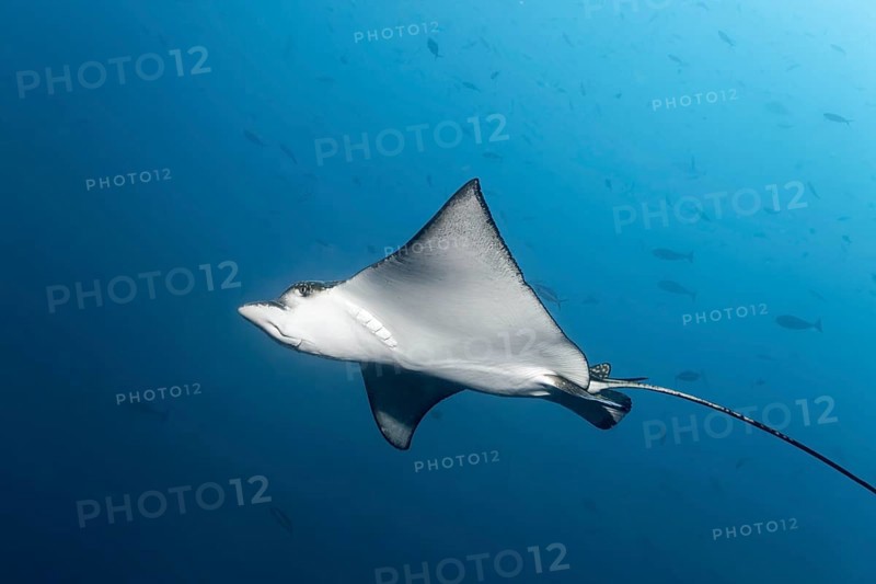 Spotted eagle ray
