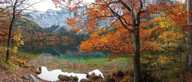 Autumnally colored mixed forest