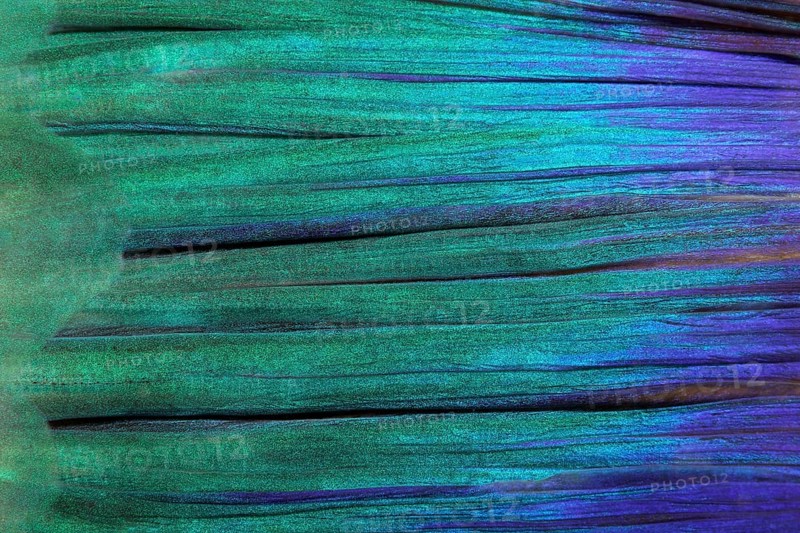 Detail of tail fin