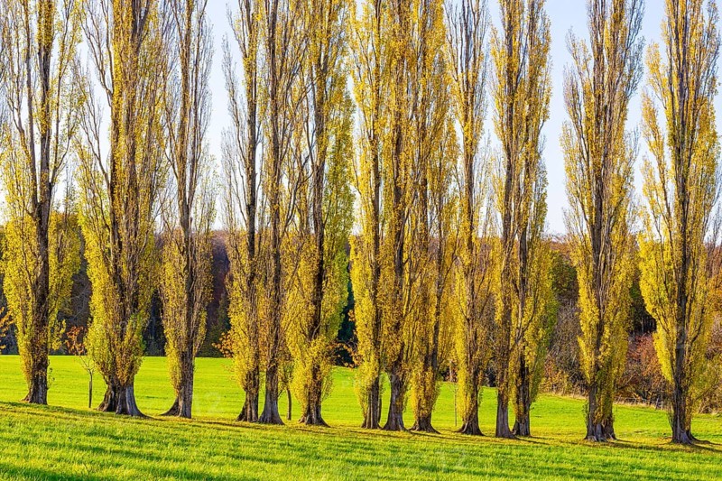 Columnar poplar avenue